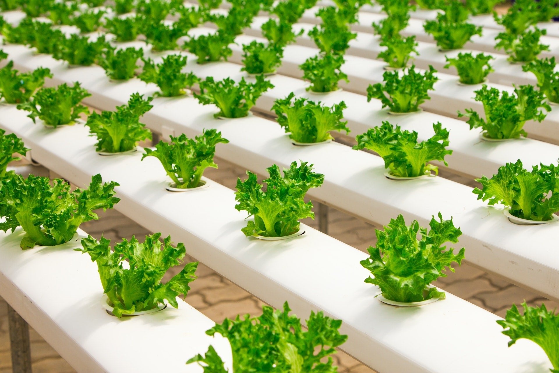 Optimizing Your Hydroponic Lettuce Greenhouse with Hon&Guan Duct Fans: A Recipe for Success - Hon&Guan